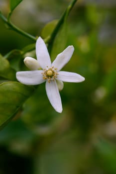 A delicate white flower with five petals opens gracefully among vibrant greenery. This enchanting blossom symbolizes renewal and warmth, capturing the essence of a tranquil spring day.
