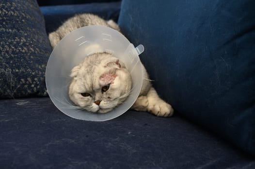 A fluffy cat wearing a protective collar lounges on a blue couch, appearing slightly disgruntled yet calm.