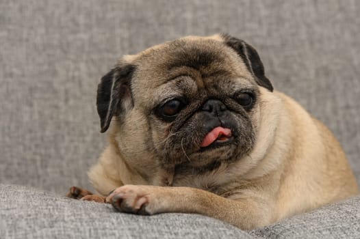 A cheerful pug relaxes on a soft grey couch, slightly tilting its head and playfully sticking out its tongue, capturing a moment of joy and comfort in a homely atmosphere.