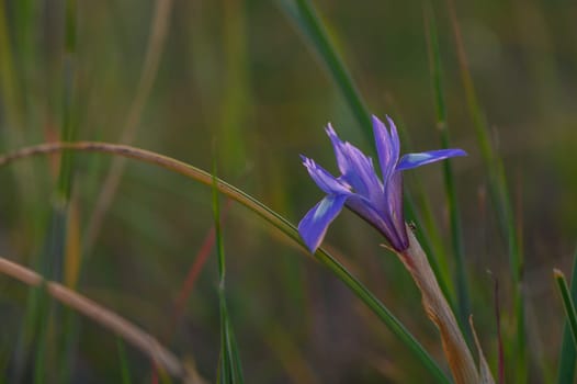A stunning purple wildflower stands tall among vibrant green grass, illuminated by the soft light of early morning. The peaceful meadow captures the essence of nature's beauty.