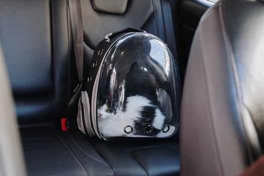 Portrait of one beautiful black and white cat sitting in a transparent backpack on the back leather seat of a car one spring day, side view close-up. Concept time hike vet, time travel pets.