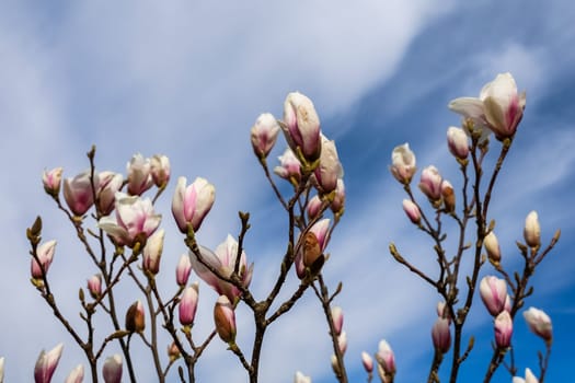 Magnolia tree branches with pink and white flowers blooming under a bright blue sky, celebrating the arrival of spring