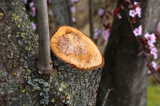 Freshly cut tree branch with visible growth rings in a garden with blooming flowers in the background during springtime