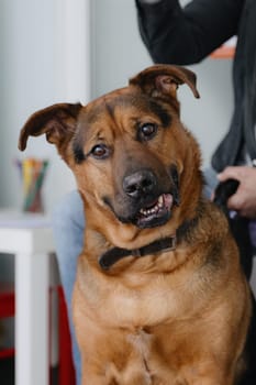 Portrait of one beautiful purebred shepherd dog looking cutely at camera with half open mouth sitting on floor waiting for appointment at veterinary clinic on spring day, side view very close up. Veterinary service time, pet care and health concept.