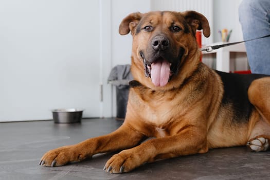 Portrait of one beautiful purebred shepherd dog looking at camera with tongue hanging out of mouth lying on floor waiting for appointment at veterinary clinic on spring day, side view close up. Concept of veterinary service time, pet care and health.