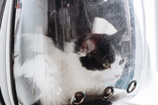 Portrait of one calm black and white cat looking away in transparent backpack in veterinary clinic waiting for appointment spring day, side view very close up. Concept visit to vet, pets travel time.