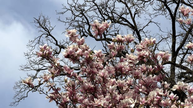 Blooming Magnolia Tree Against Clear Blue Spring Sky with Bare Branches. Magnolia blossoms in full bloom adorn delicate branches, set against a tranquil sky. A beautiful blend of floral detail and contrasting bare tree branches captures a serene essence of spring's arrival.