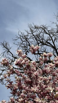 Blooming Magnolia Tree Against a Clear Blue Sky in Spring. An inspiring view of a vibrant magnolia tree in full bloom, set against a serene blue sky. The contrast between the blossoms and the bare branches enhances its beauty, symbolizing nature's cycles.