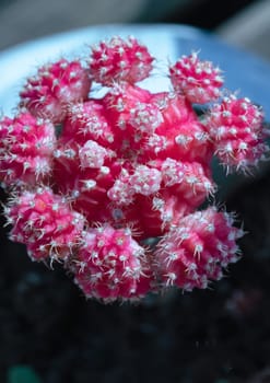 Top view of Ruby ball cacti or Moon cactus (Gymnocalycium Mihanovichii) Orange cactus flower, use it as your Wallpaper, Poster, Design and Space for text, Selected focus.