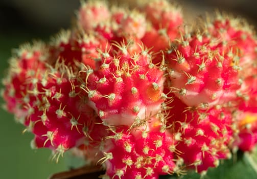 Close-up of Ruby ball cacti or Moon cactus (Gymnocalycium Mihanovichii) Orange cactus flower, use it as your Wallpaper, Poster, Design and Space for text, Selected focus.