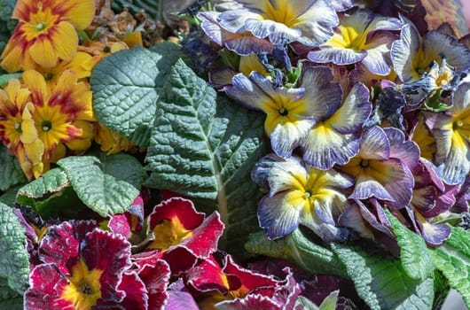 Multicolor primula with Starflame antique shades, Marietta and Flamenco deep purple white edge is a marvellous addition to any garden. Colorful bright primrose flowers floral with green leaves background, Primula Vulgaris. use it as your Copy space, Design, Wallpaper and Poster, Selected focus.
