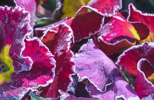 Primula flowers with Flamenco deep purple white edge feature five notched petals that form a tube-like shape. Primrose flowers floral background, Primula Vulgaris. use it as your Wallpaper, Poster, Design and Space for text, Selected focus.