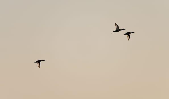Three ducks take flight against a softly colored sky, their silhouettes distinct and graceful over Nile in Egypt
