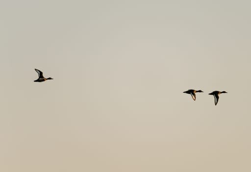 Three ducks take flight against a softly colored sky, their silhouettes distinct and graceful over Nile in Egypt
