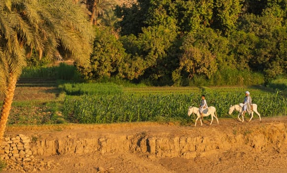 Edfu, Egypt - 3 November 2024: Two men in traditional Egyptian clothing ride donkeys in the setting sun along the River Nile