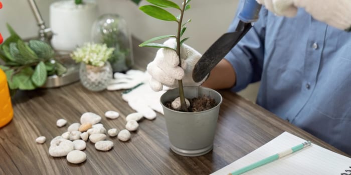 In this home gardening scene, an individual is seen gently planting a ZZ plant, showcasing an interest in sustainable gardening practices and indoor greenery.