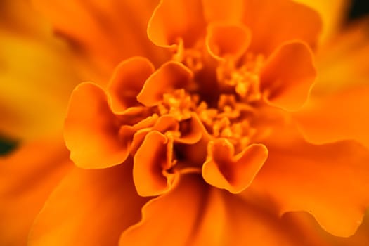 Close up beautiful Marigold flower. Cute orange flowers. High quality photo