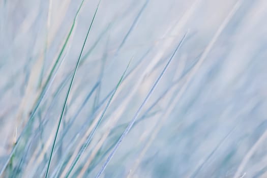 Blue white background of ornamental grass Festuca glauca. Soft focus