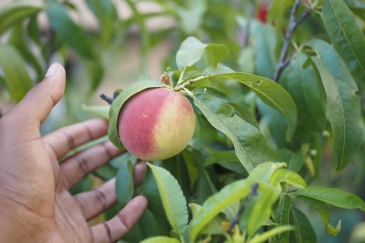 Hand gently touches a ripe peach on a green branch during summer.