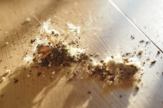 Dust, dirt, and pet hair gathering on a wooden floor in sunlight.