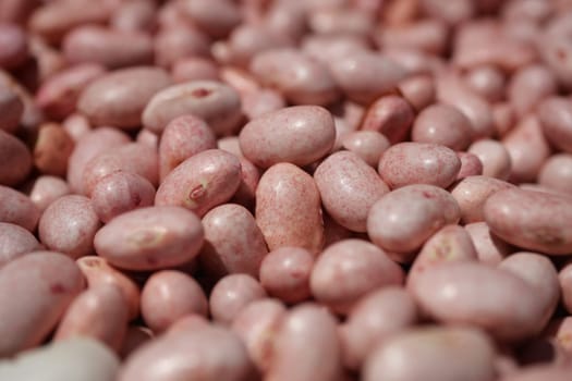 Legumes are piled together, showcasing their smooth surface and various shapes.