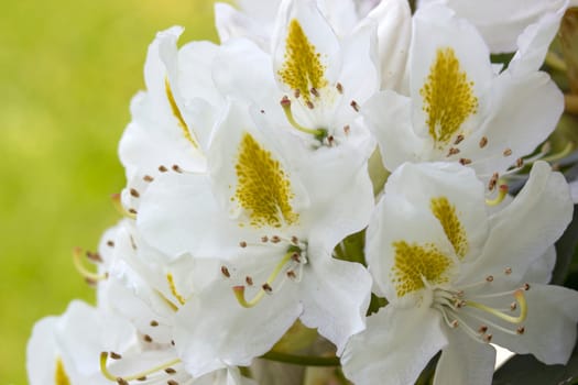 Blooming white rhododendron flowers in a garden