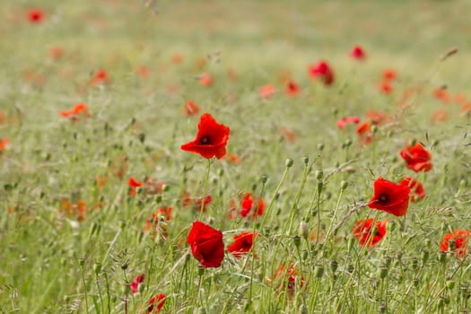 wild poppy flowers in the meadow - soft focus