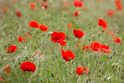 wild poppy flowers in the meadow - soft focus