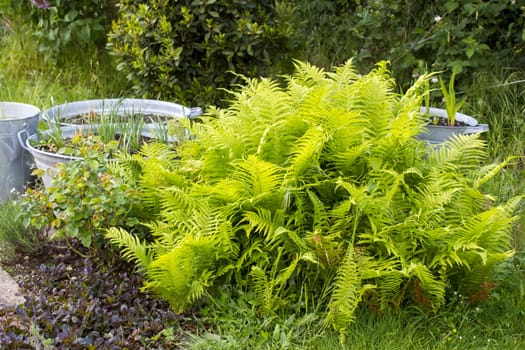 rustic garden -  fern and plants in tin tub