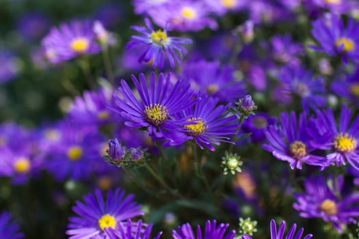 Aster amellus flowers -  aster with dark purple blossoms - soft focus