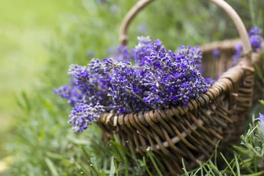 basket with lavender flowers - soft focus