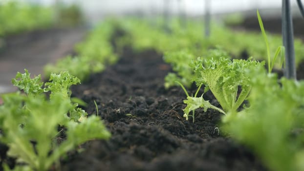 Slider of Childrens edible growth vegetable garden, vitamins healthy biological homegrown spring organic