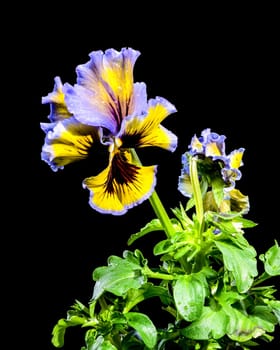 Close-up of a vibrant ruffled pansy flower with striking yellow and purple petals, adorned with intricate dark veining and delicate water droplets. The black background enhances its vivid colors