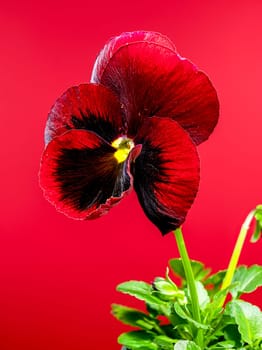 A vivid red pansy flower with a dark, contrasting center, set against a vibrant red background 