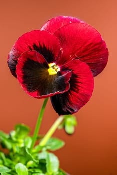 A vivid red pansy flower with a dark, contrasting center, set against a vibrant brown background 