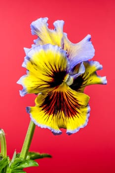 Close-up of a vibrant ruffled pansy flower with striking yellow and purple petals, adorned with intricate dark veining and delicate water droplets. The red background enhances its vivid colors