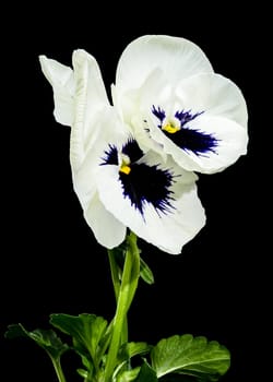 Close-up of delicate white pansy flowers featuring a striking dark blue center and tiny water droplets on the petals. isolated on black background