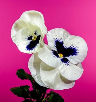 Close-up of delicate white pansy flowers featuring a striking dark blue center and tiny water droplets on the petals. The pink background enhances their elegance and contrast