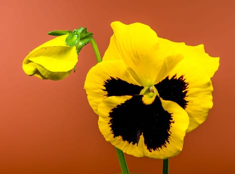 A close-up of a bright yellow pansy flower with a dark, contrasting center, set against a brown background 
