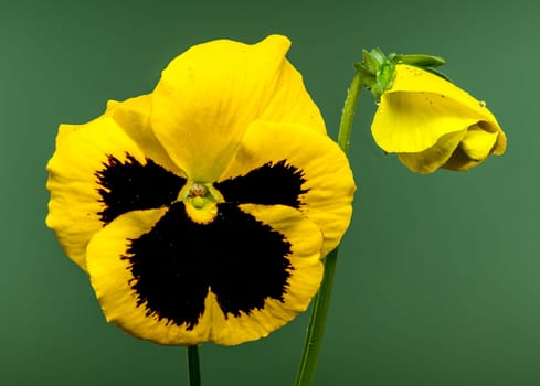 A close-up of a bright yellow pansy flower with a dark, contrasting center, set against a green background 