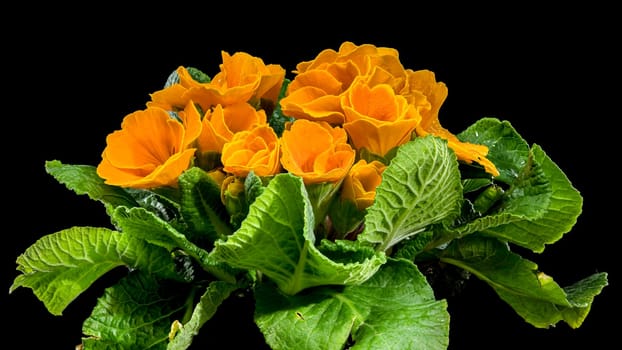 Close-up of orange primula flowers with orange centers and green leaves, set against a black background