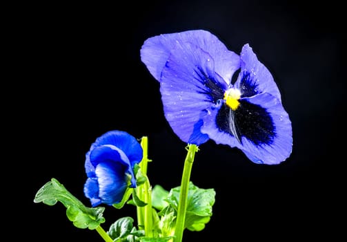 Close-up of vibrant Blue and purple pansy flower with water droplets on their petals, set against a black background. The delicate texture and intricate details of the petals are highlighted