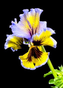 Close-up of a vibrant ruffled pansy flower with striking yellow and purple petals, adorned with intricate dark veining and delicate water droplets. The black background enhances its vivid colors