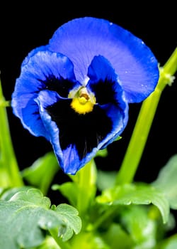 Close-up of vibrant Blue and purple pansy flower with water droplets on their petals, set against a black background. The delicate texture and intricate details of the petals are highlighted