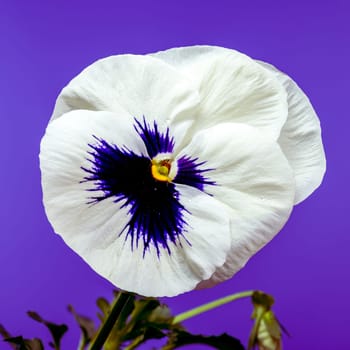 Close-up of delicate white pansy flowers featuring a striking dark blue center and tiny water droplets on the petals. The soft purple background enhances their elegance and contrast