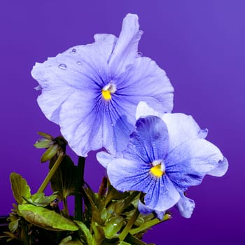 Close-up of two light blue pansy flowers with water droplets on petals, set against a purple background. The delicate petals feature dark blue veins and a bright yellow center