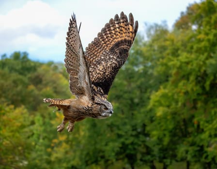 Closeup of a flying Eurasian eagle-owl