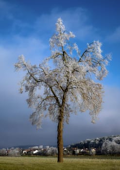 Winter landscape with a single tree covered wiht white frost seen in Schrobenhausen (Bavaria, Germany)