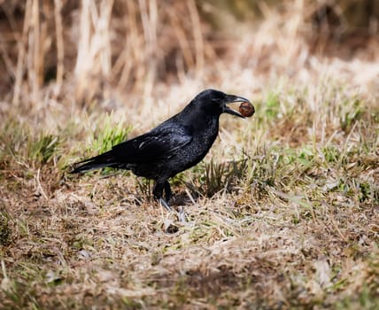 Black raven carrying a walnut in its beak