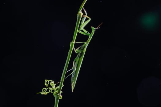 Macro shot of green praying mantis on dry branch against black background, highlighting insect detail and texture.